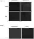 Fig. 08 - COMBINATORIAL SINGLE MOLECULE ANALYSIS OF CHROMATIN