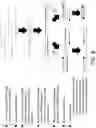 Fig. 09 - Methods and compositions for preparing nucleic acid libraries