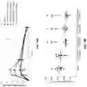 Fig. 24 - ENGINEERED LEUCINE DECARBOXYLASES
