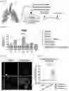 Fig. 02 - COMPOSITIONS AND METHODS FOR OBTAINING FUNCTIONAL BASAL-LIKE CELLS