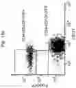 Fig. 19 - CD127 EXPRESSION INVERSELY CORRELATES WITH FOXP3 AND SUPPRESSIVE FUNCTION OF CD4+ TREGS