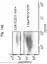 Fig. 21 - CD127 EXPRESSION INVERSELY CORRELATES WITH FOXP3 AND SUPPRESSIVE FUNCTION OF CD4+ TREGS