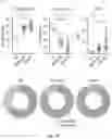 Fig. 02 - IDENTIFICATION OF LOW-DENSITY INFLAMMATORY NEUTROPHILS IN SEVERE COVID-19 PATIENTS