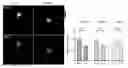 Fig. 01 - TYROSINE AND RESVERATROL DERIVATIVES AS NOVEL MODULATORS OF CELLULAR SERINE-ADP-RIBOSYLATION