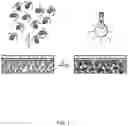Fig. 02 - PHOTOSYNTHETIC CELLULAR SUBSTANCES AND METHODS OF USE THEREOF