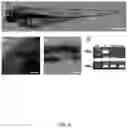 Fig. 07 - PHOTOSYNTHETIC CELLULAR SUBSTANCES AND METHODS OF USE THEREOF