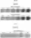 Fig. 09 - Method for producing retinal pigment epithelial cells