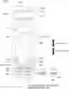 Fig. 01 - SHOCK ABSORBER