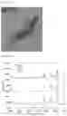 Fig. 12 - Carboxylic acid functionalized 3-dimensional SERS substrate