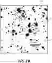 Fig. 04 - IN VIVO SCREENING ARRAY