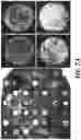 Fig. 10 - IN VIVO SCREENING ARRAY