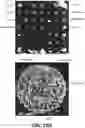 Fig. 16 - IN VIVO SCREENING ARRAY
