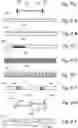 Fig. 17 - Devices, systems and methods for treating benign prostatic hyperplasia and other conditions