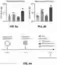 Fig. 35 - NANOPARTICLE IMMUNOGENIC COMPOSITIONS AND VACCINATION METHODS