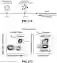 Fig. 42 - NANOPARTICLE IMMUNOGENIC COMPOSITIONS AND VACCINATION METHODS