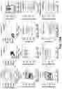 Fig. 50 - NANOPARTICLE IMMUNOGENIC COMPOSITIONS AND VACCINATION METHODS