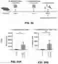 Fig. 62 - NANOPARTICLE IMMUNOGENIC COMPOSITIONS AND VACCINATION METHODS