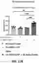 Fig. 68 - NANOPARTICLE IMMUNOGENIC COMPOSITIONS AND VACCINATION METHODS