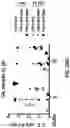 Fig. 75 - NANOPARTICLE IMMUNOGENIC COMPOSITIONS AND VACCINATION METHODS