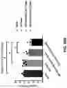 Fig. 77 - NANOPARTICLE IMMUNOGENIC COMPOSITIONS AND VACCINATION METHODS