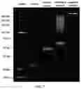 Fig. 08 - Biological Detection Sensor Chip and COVID-19 Test Kit