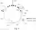 Fig. 07 - Image forming apparatus that modulates discharging light quantity
