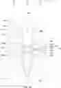 Fig. 10 - Semiconductor device having word line structure