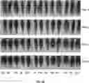 Fig. 08 - COMPOSITIONS AND METHODS FOR ELONGATING CURLY HAIR