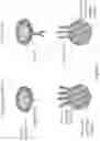 Fig. 02 - COMPOSITIONS AND METHODS OF CHIMERIC AUTOANTIBODY RECEPTOR T CELLS