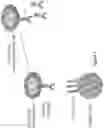 Fig. 04 - COMPOSITIONS AND METHODS OF CHIMERIC AUTOANTIBODY RECEPTOR T CELLS