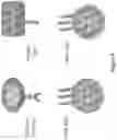 Fig. 10 - COMPOSITIONS AND METHODS OF CHIMERIC AUTOANTIBODY RECEPTOR T CELLS