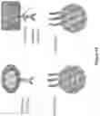 Fig. 15 - COMPOSITIONS AND METHODS OF CHIMERIC AUTOANTIBODY RECEPTOR T CELLS