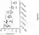 Fig. 34 - COMPOSITIONS AND METHODS OF CHIMERIC AUTOANTIBODY RECEPTOR T CELLS