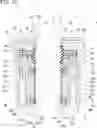 Fig. 14 - SHOCK ABSORBER