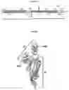 Fig. 02 - RECOMBINANT SARS-COV-2 SPIKE PROTEIN SUBUNITS, EXPRESSION AND USES THEREOF