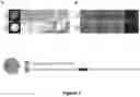 Fig. 02 - Anti-Fibrotic Combination