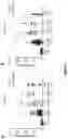 Fig. 06 - Anti-Fibrotic Combination