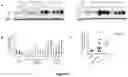 Fig. 07 - Anti-Fibrotic Combination