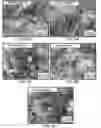 Fig. 05 - MAGNETOELECTRIC NANOCOMPOSITES AND METHOD OF PREPARATION THEREOF