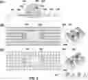 Fig. 10 - DEVICES AND METHODS FOR CYTOGENETIC ANALYSIS