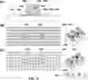 Fig. 11 - DEVICES AND METHODS FOR CYTOGENETIC ANALYSIS