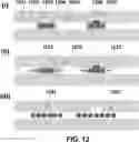Fig. 13 - DEVICES AND METHODS FOR CYTOGENETIC ANALYSIS