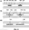 Fig. 14 - DEVICES AND METHODS FOR CYTOGENETIC ANALYSIS