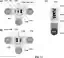 Fig. 17 - DEVICES AND METHODS FOR CYTOGENETIC ANALYSIS