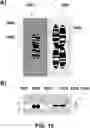 Fig. 18 - DEVICES AND METHODS FOR CYTOGENETIC ANALYSIS