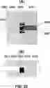 Fig. 22 - DEVICES AND METHODS FOR CYTOGENETIC ANALYSIS