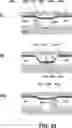 Fig. 23 - DEVICES AND METHODS FOR CYTOGENETIC ANALYSIS