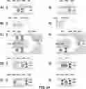 Fig. 24 - DEVICES AND METHODS FOR CYTOGENETIC ANALYSIS