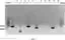 Fig. 02 - EXOSOME SECRETED FROM GENE-MODIFIED CELLS WITH LONG NON-CODING RIBONUCLEIC ACIDS AND APPLICATION THEREOF