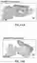 Fig. 19 - TRANSGENE EXPRESSION SYSTEM